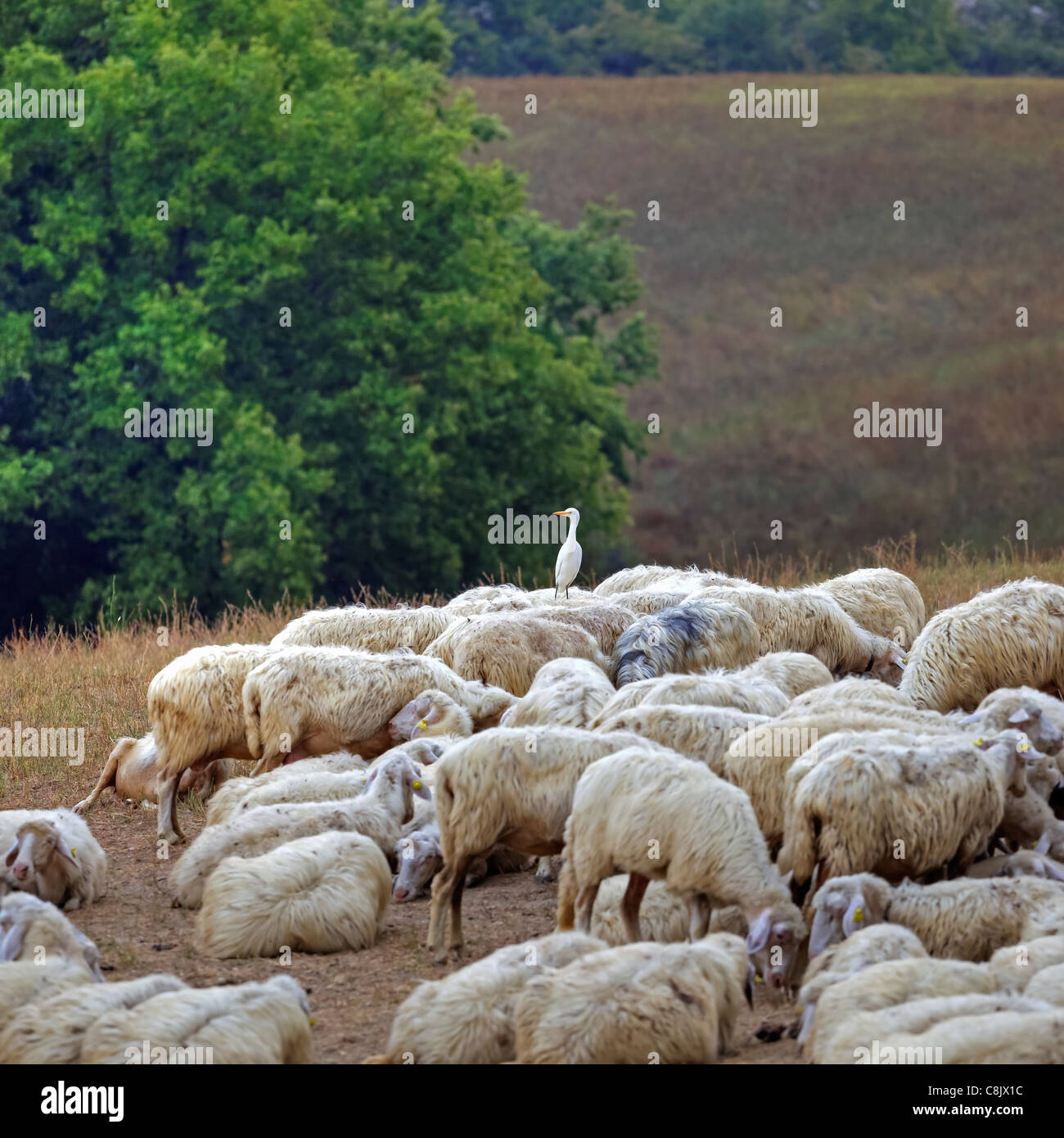 a flock of sheep in the picturesque countryside of Tuscany Stock Photo