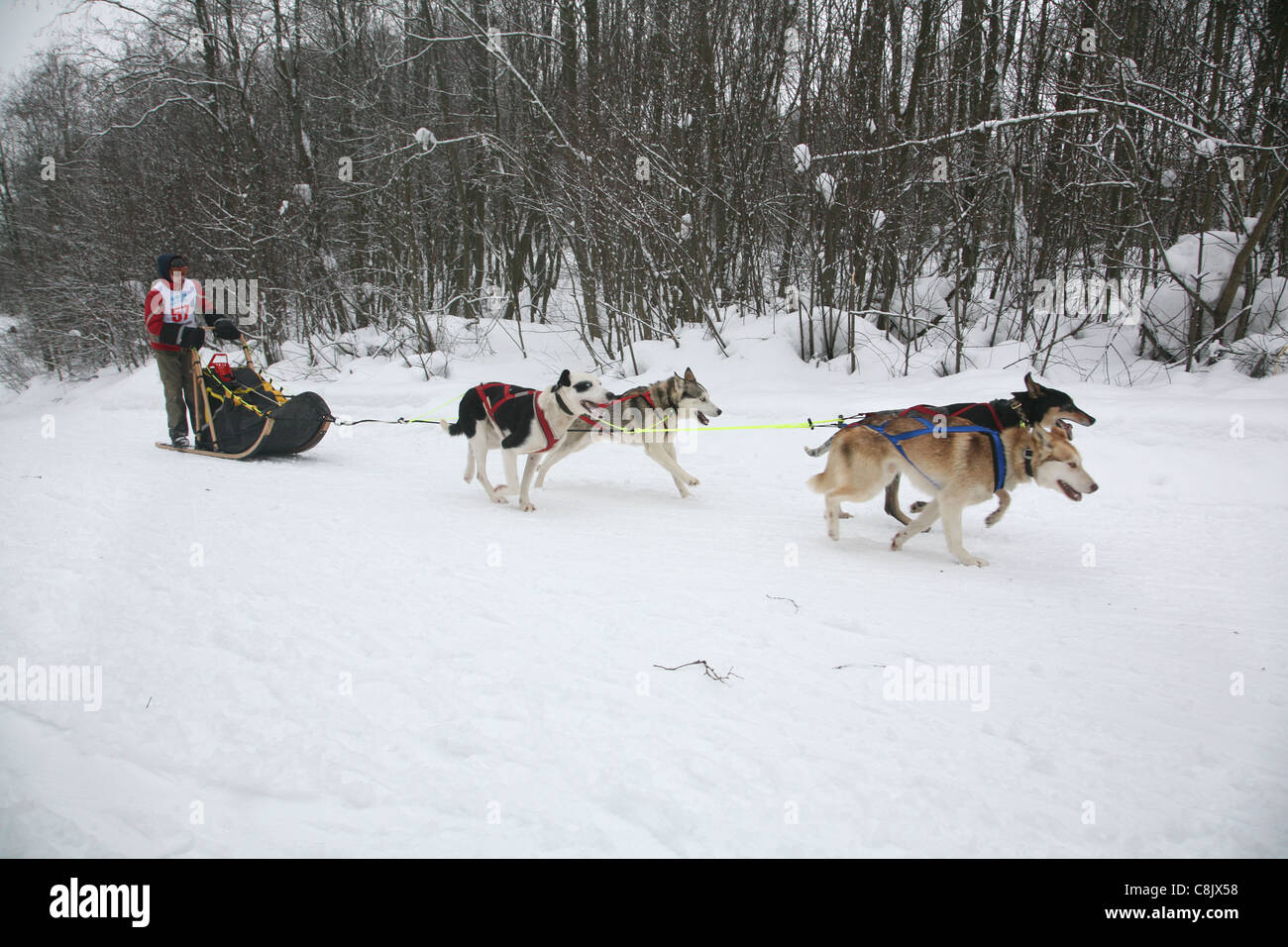 racing dogs husky Stock Photo - Alamy