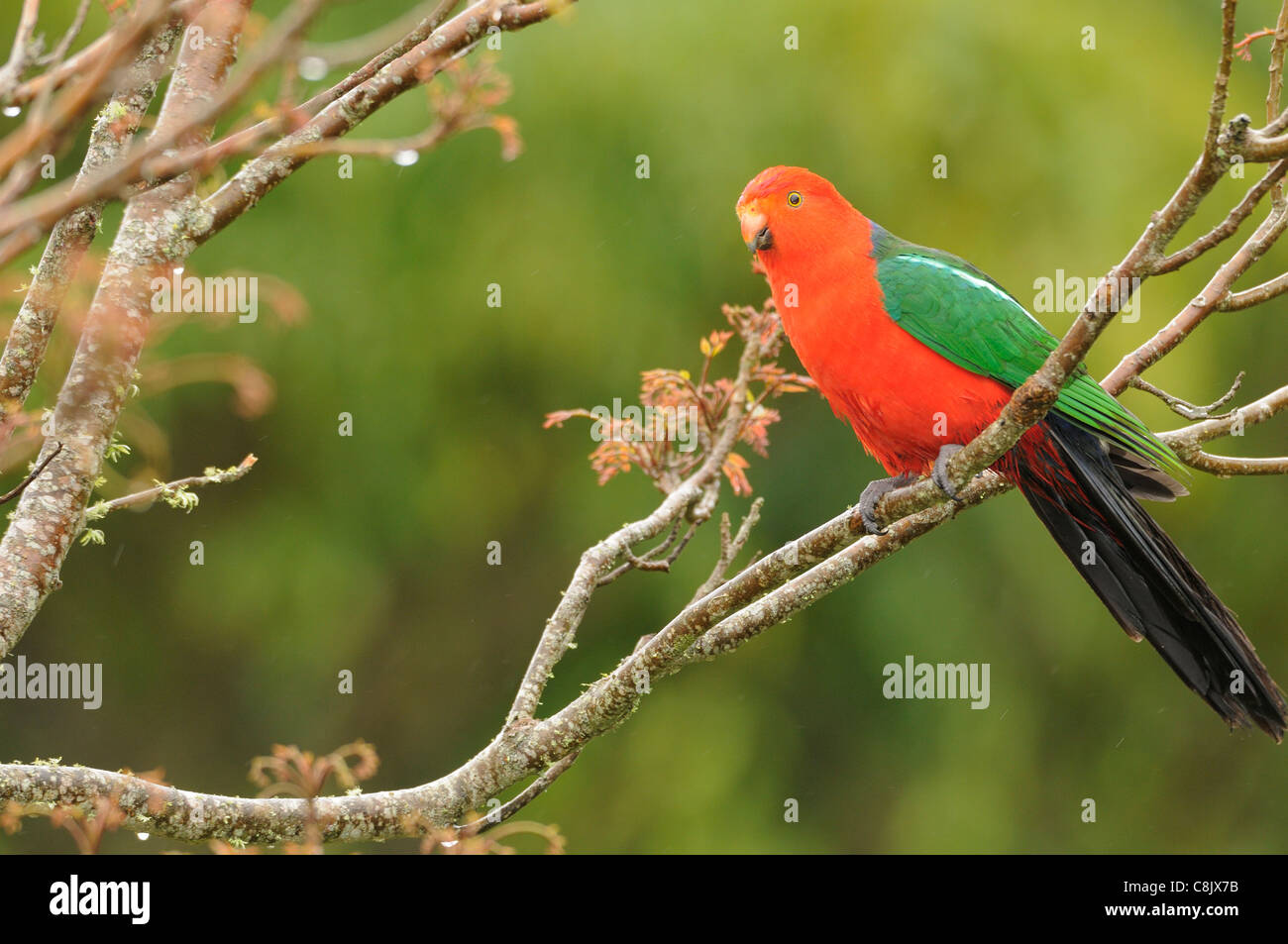 Australian King Parrot Alisterus scapularis Male Photographed in Victoria, Australia Stock Photo