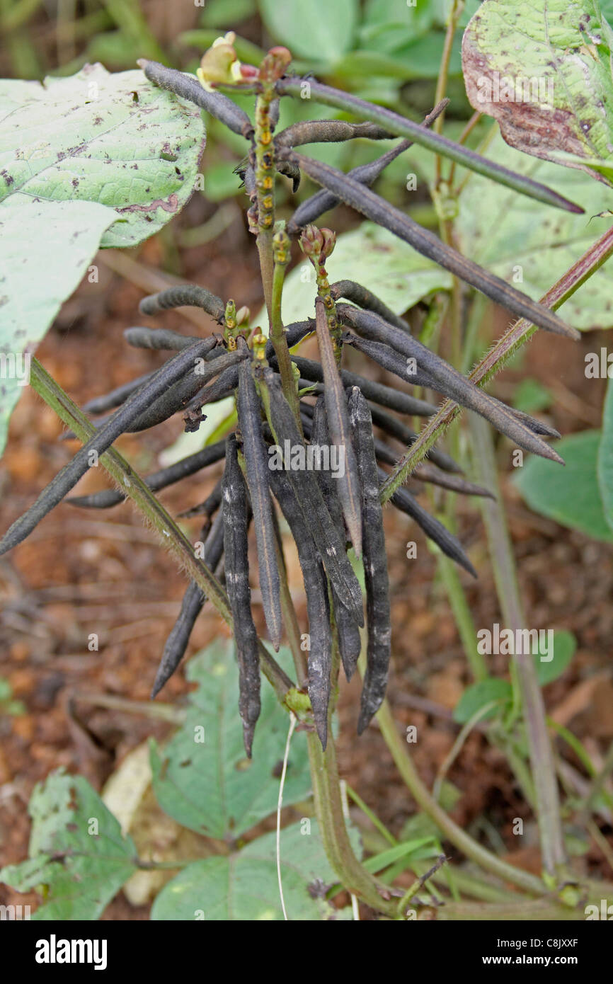 Pods of Vigna radiata, Mung bean, Green gram, India Stock Photo