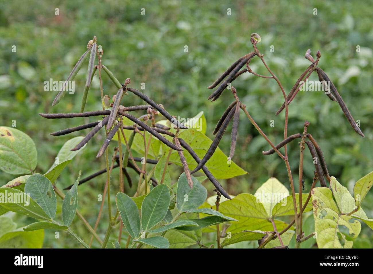 Pods of Vigna radiata, Mung bean, Green gram, India Stock Photo