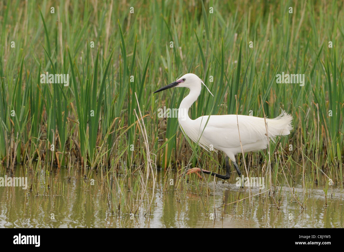 Little Egret Egretta garzetta Photographed in the Camargue, France Stock Photo