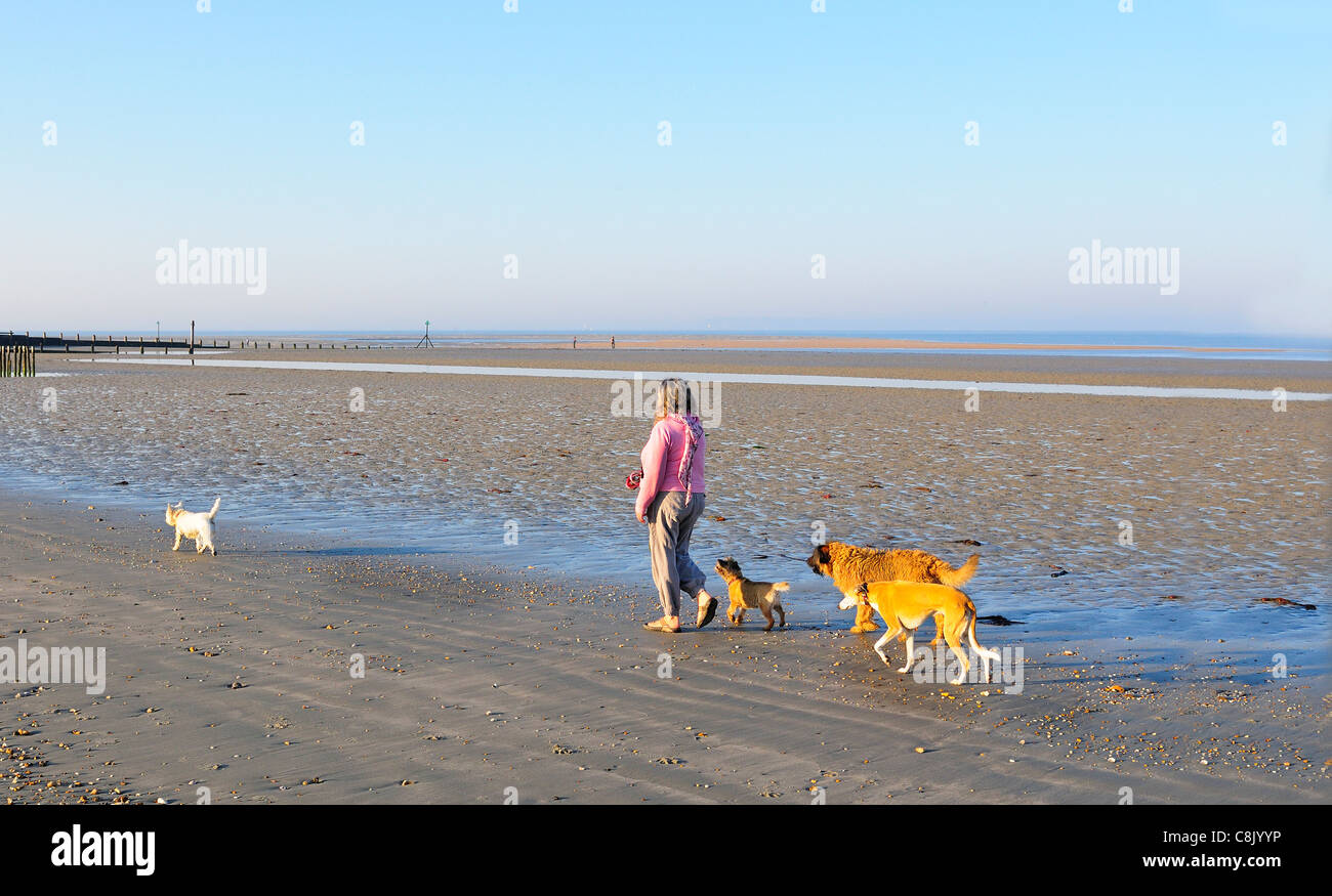 Taking the dog for a walk along the beach hires stock photography and