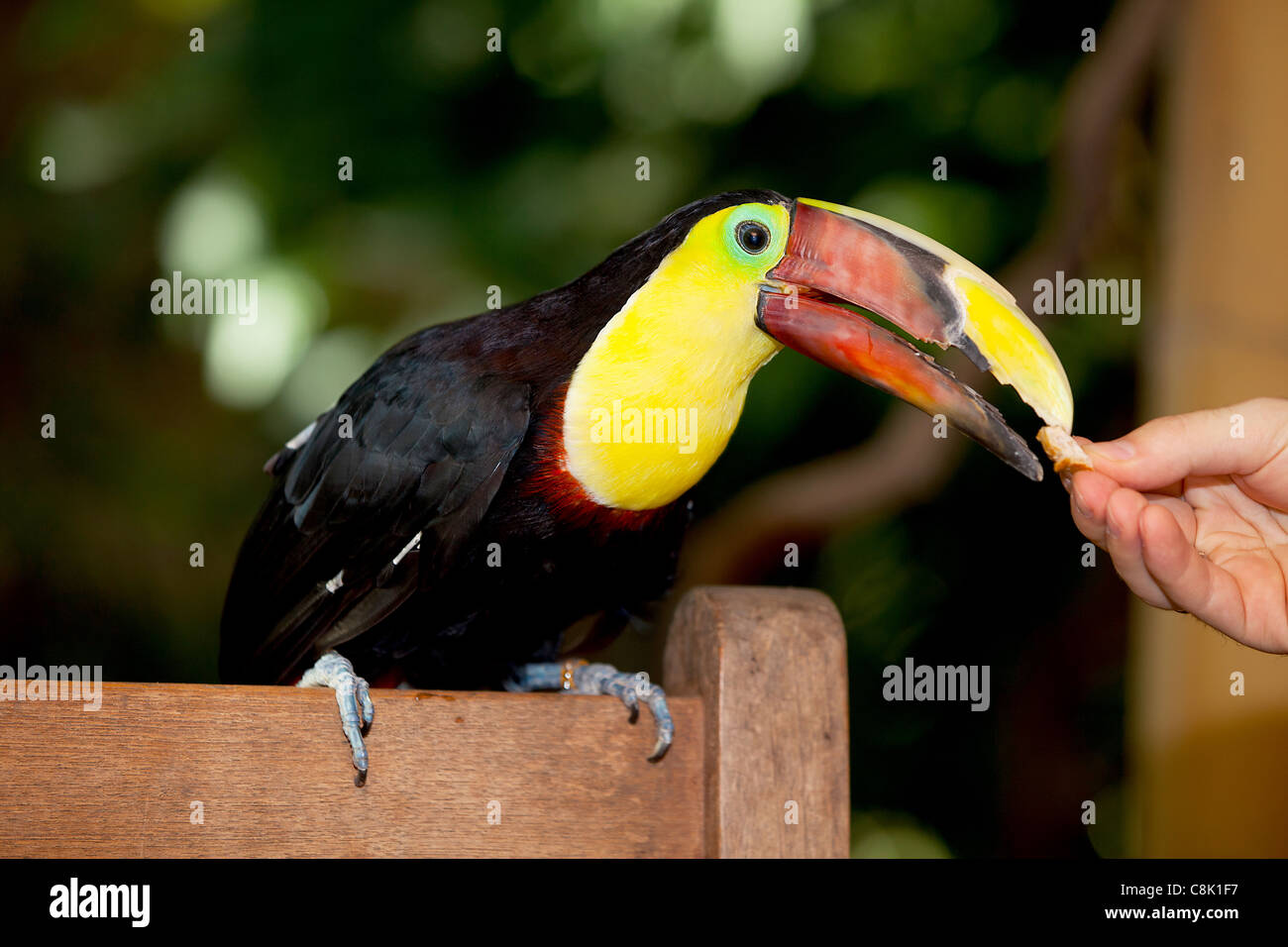 Tukan hi-res stock photography and images - Alamy