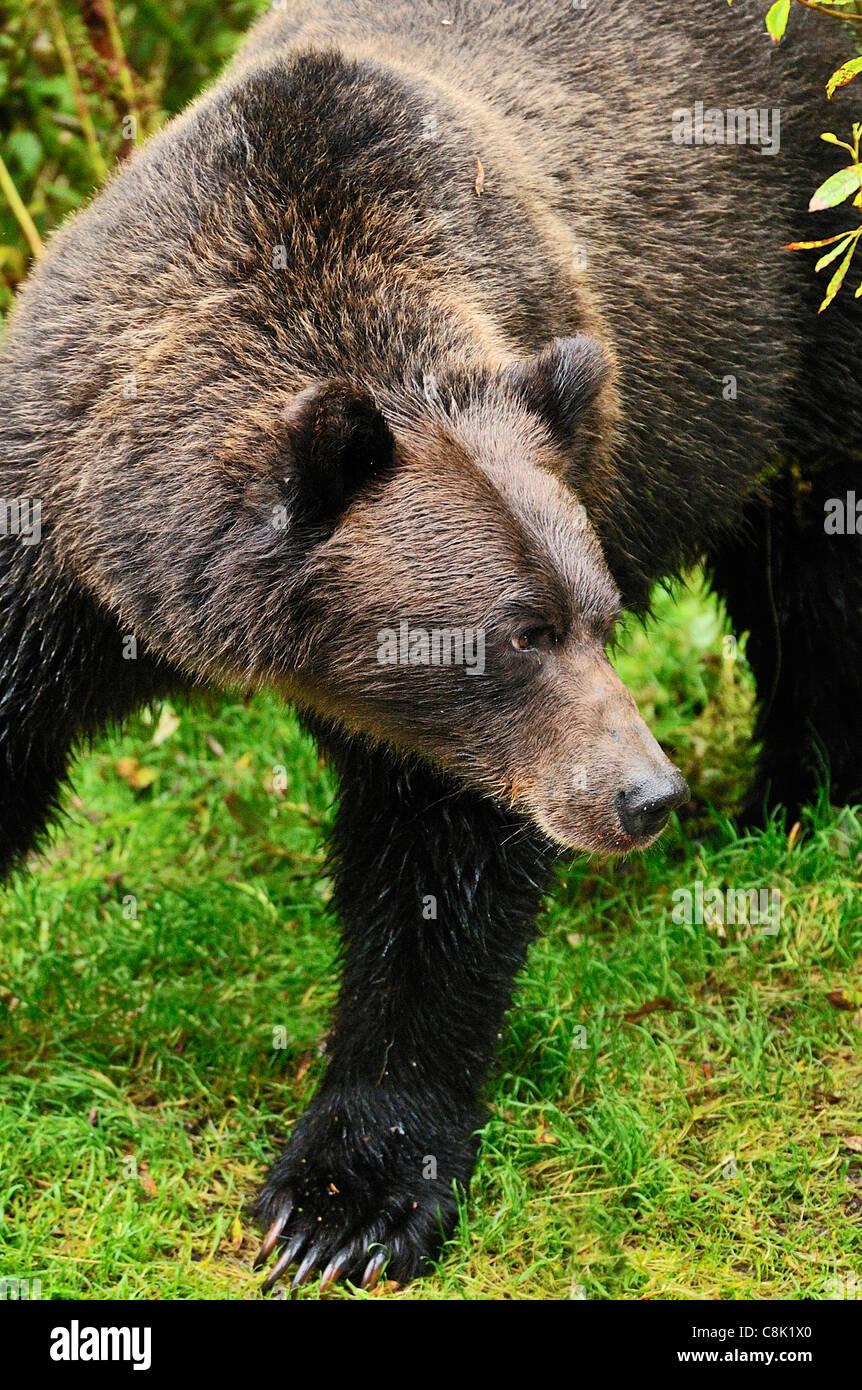 A female grizzly bear looking away Stock Photo Alamy