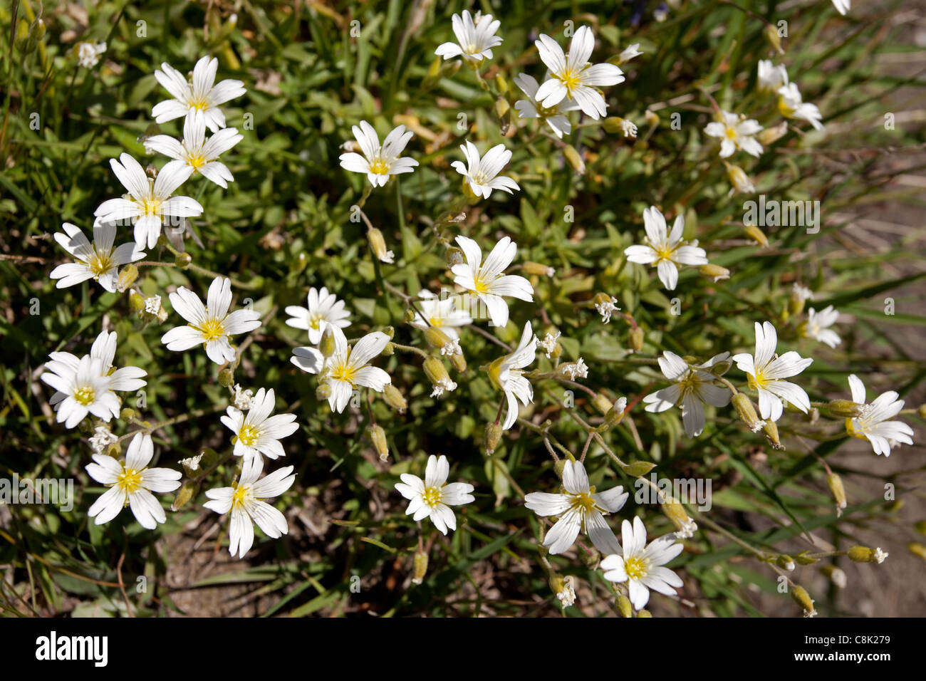 Le Saxe-Rifugio Bertone-Lavachey Trek: Glacier Mouse-Ear Chickweed ...