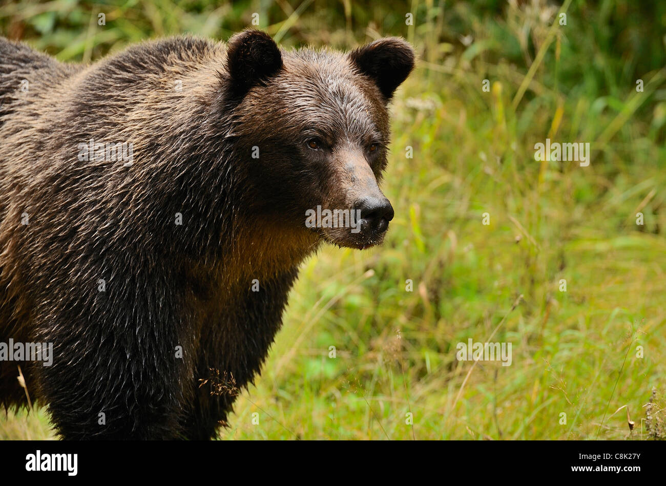 An adult mother grizzly bear standing looking away. Stock Photo