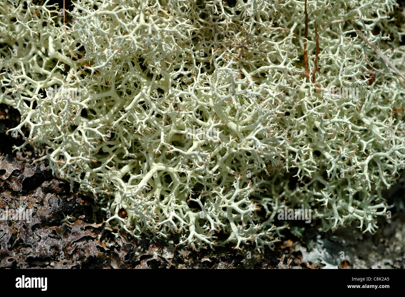Live Reindeer Moss Uk Goimages Smidgen