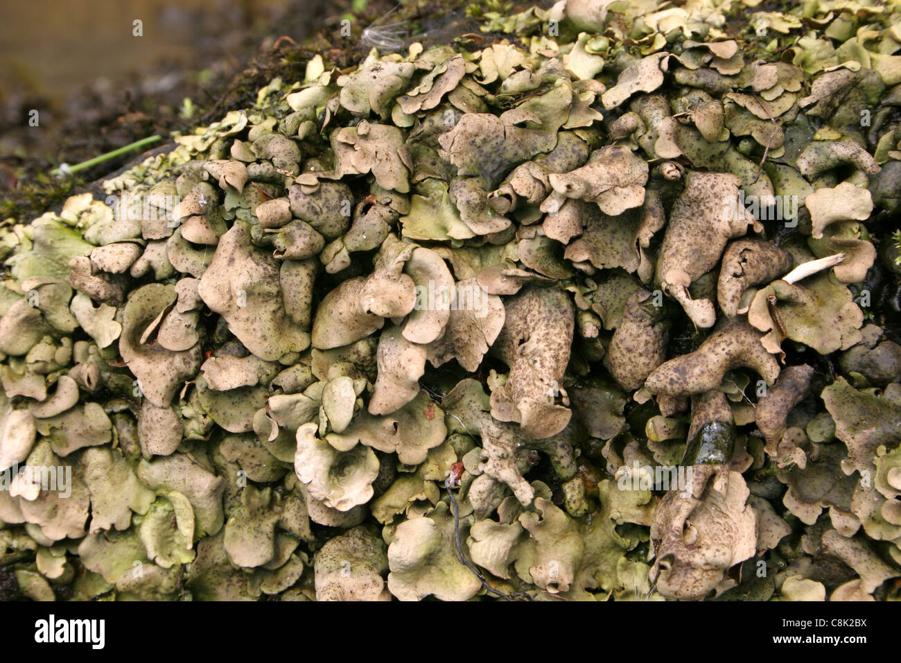 Lichen (Dermatocarpon luridum) on a rock in a woodland stream, UK. Stock Photo
