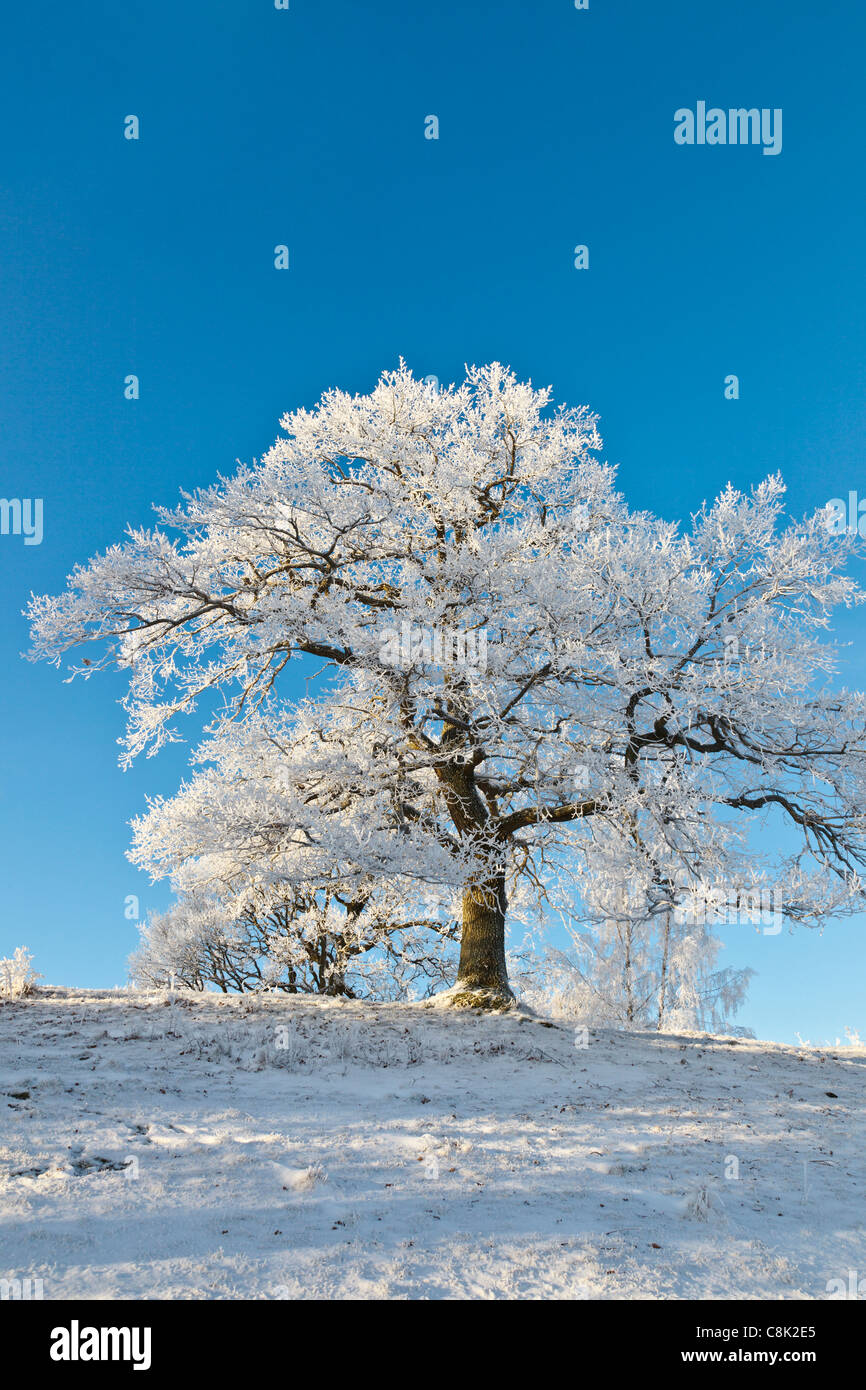 Oak trees in snowy landscape Stock Photo - Alamy