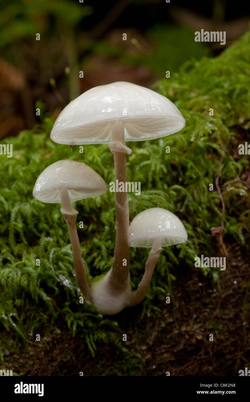 porcelain fungus grows on fallen branch in woodland at kennel vale Cornwall Stock Photo