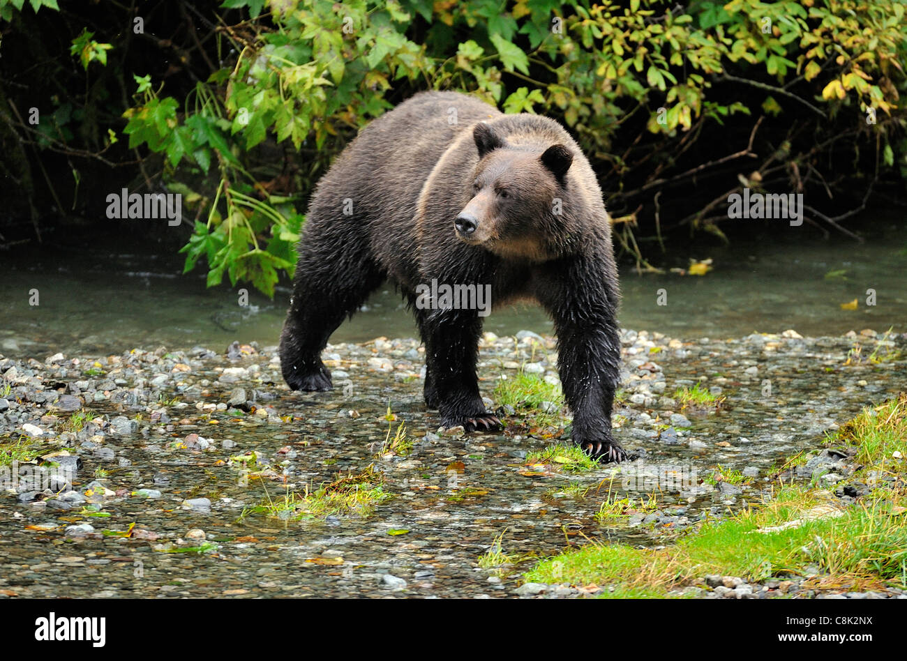An adult grizzly bear walking while looking upstream alert and wary of approaching danger Stock Photo