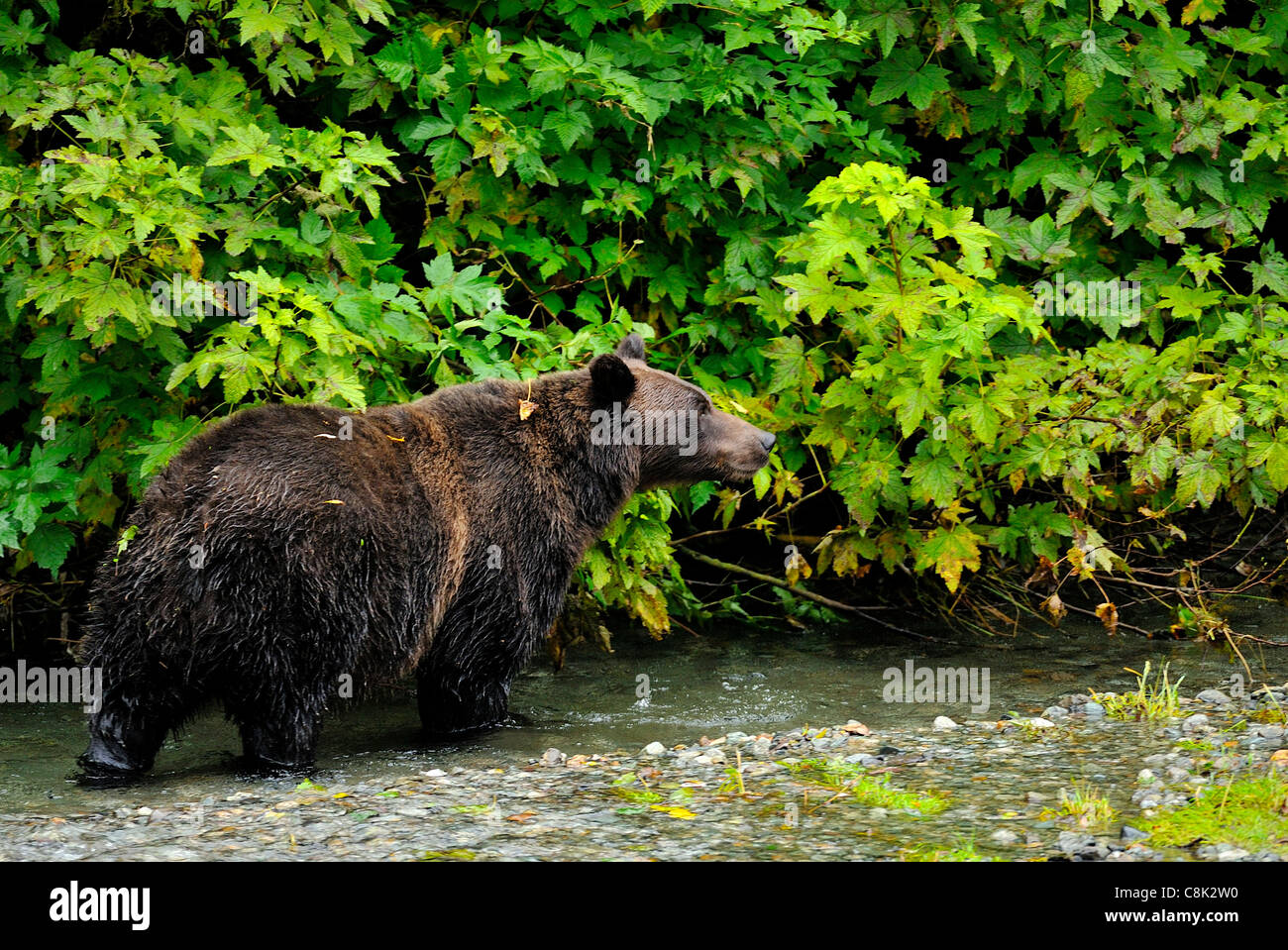 A grizzly bear searches the edge of a clear stream for spawning salmon. Stock Photo