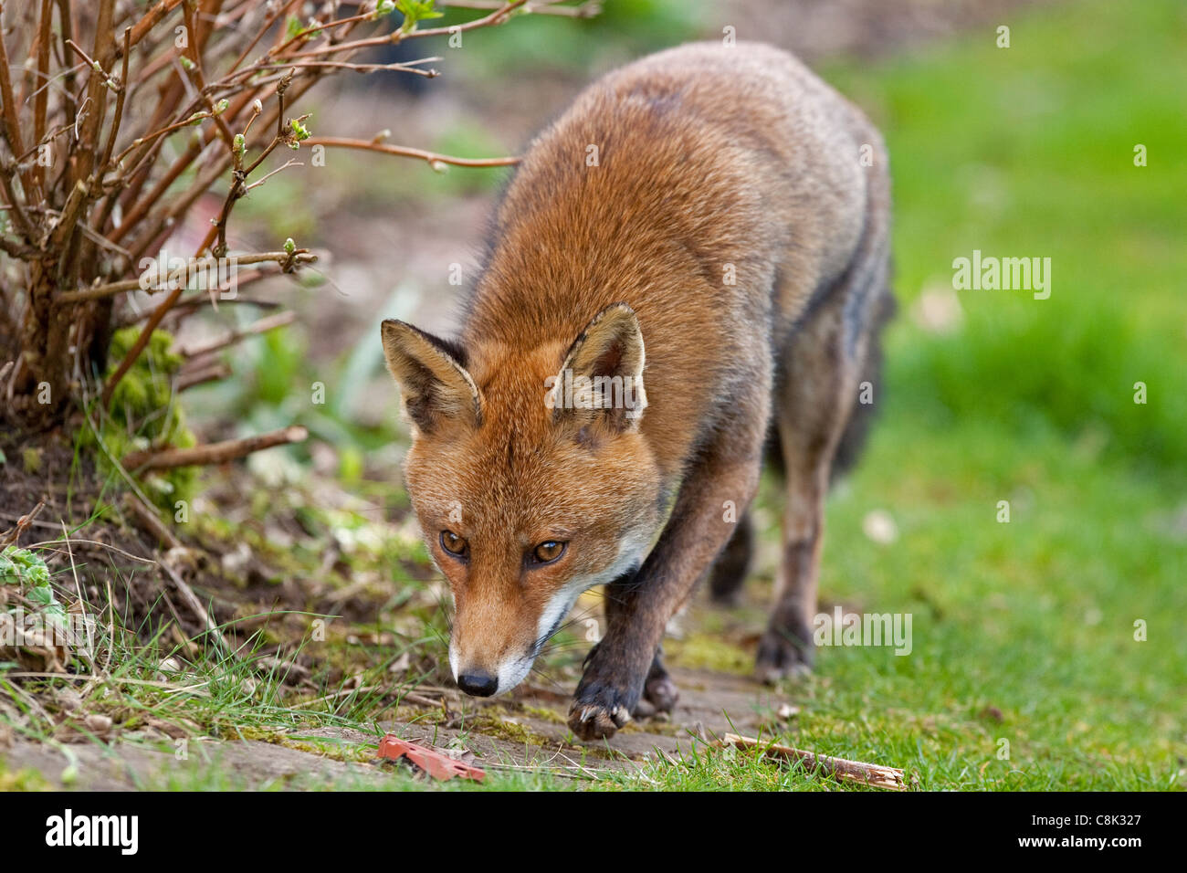 an urban fox stalks up a garden path Stock Photo