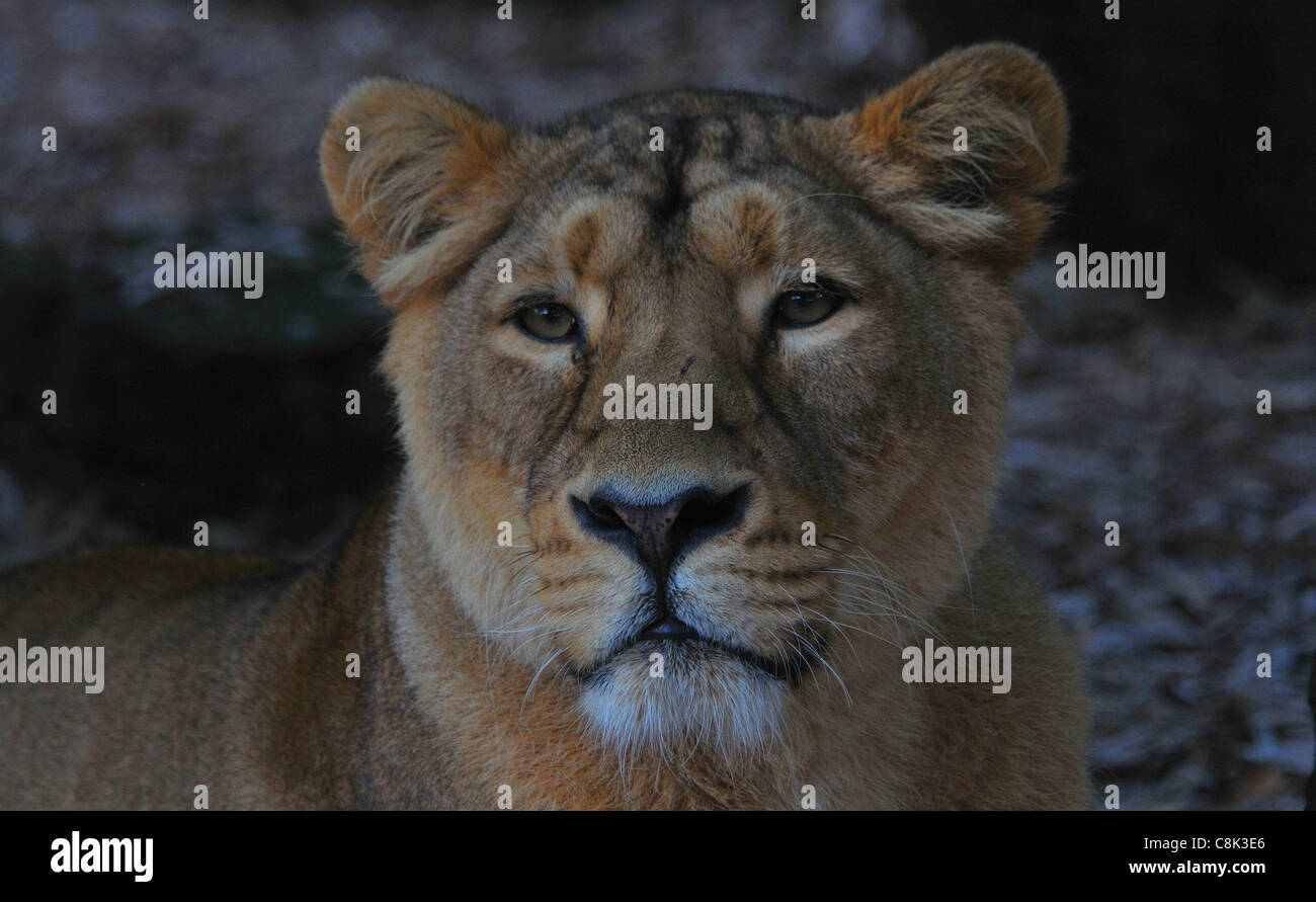 ASIATIC LIONESS AT BRISTOL ZOO Stock Photo