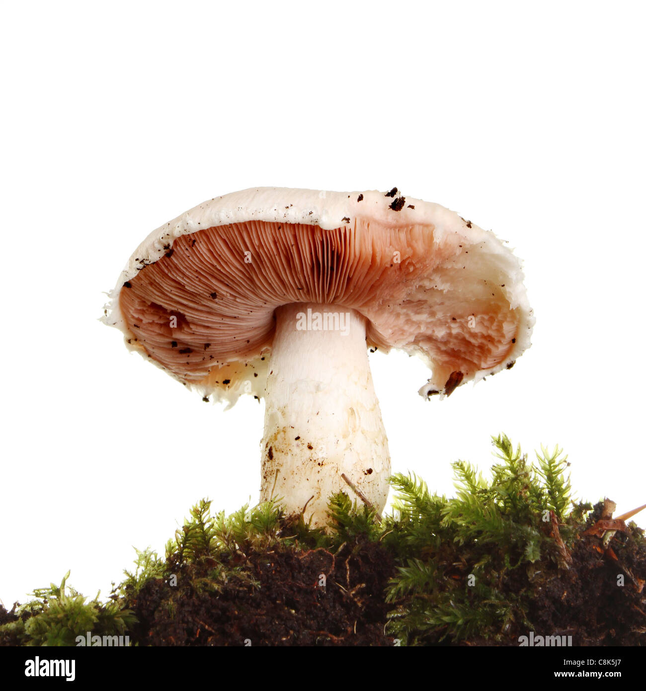 Closeup of wild mushroom growing among moss seen from a low angle Stock Photo