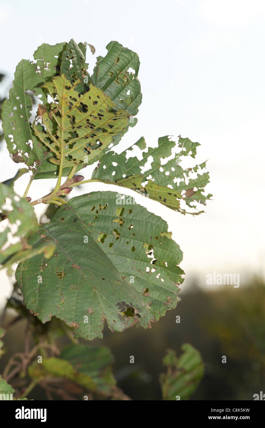 Autumn leaves looking like lace still clinging to the trees Stock Photo