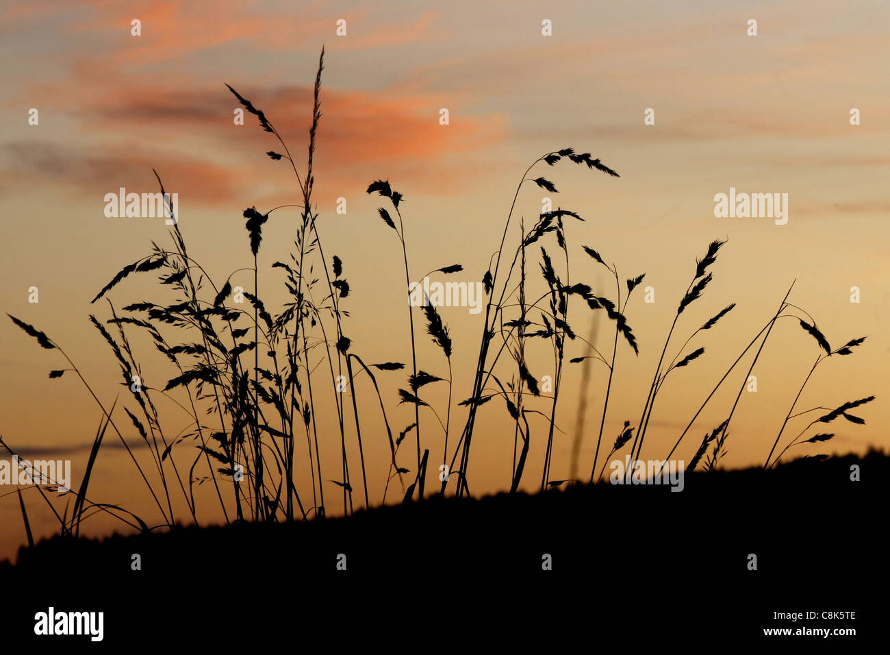 Grasses in front of a colourful sky at the sunset Stock Photo