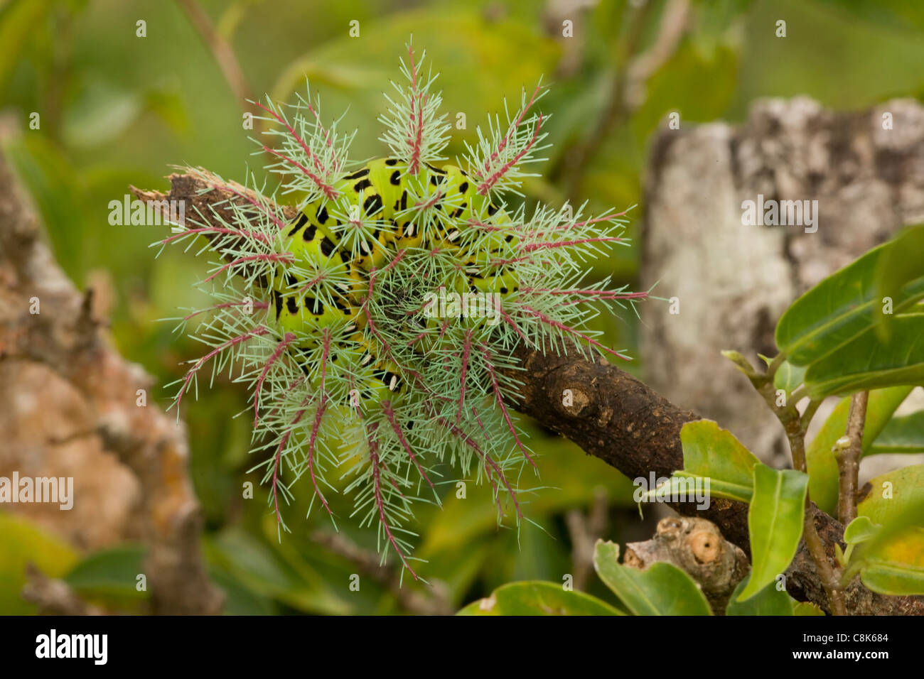 Saturniid Moth High Resolution Stock Photography and Images - Alamy