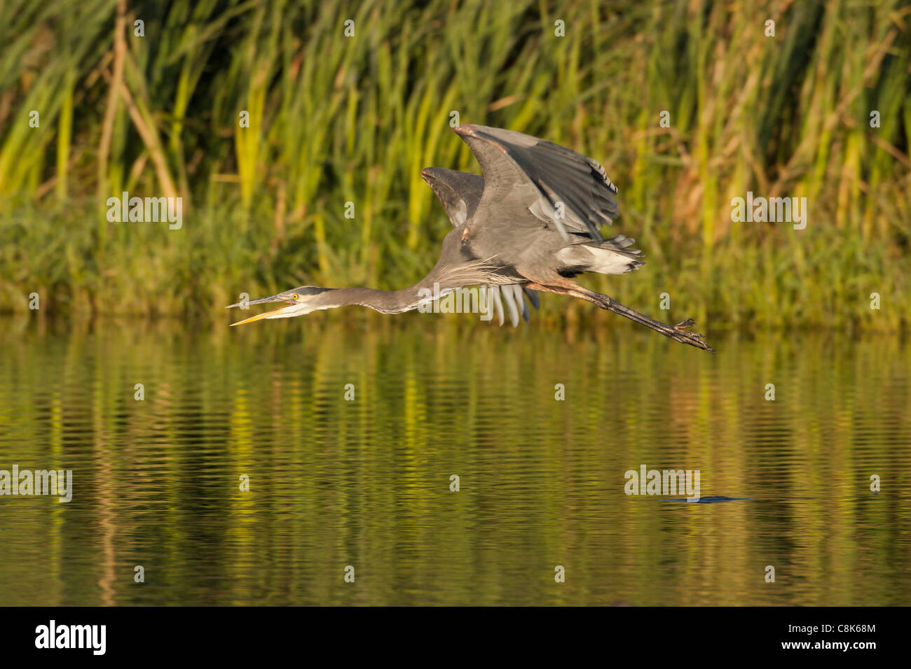 Great blue heron in flight over lake-Victoria, British Columbia, Canada. Stock Photo
