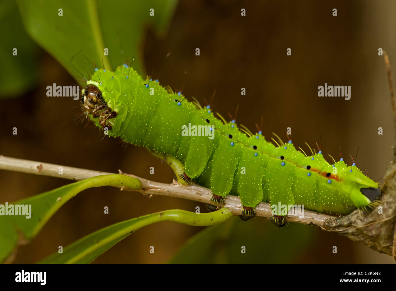 Saturnid moth caterpillar - (Cpaxa moinieri) - Costa Rica - Tropical dry forest - Santa Rosa National Park Stock Photo
