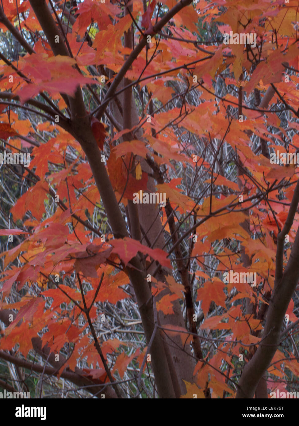 Autumn Colors of Trees Stock Photo - Alamy