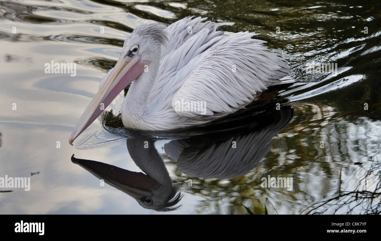 PINK BACKED PELICAN AT BRISTOL ZOO Stock Photo