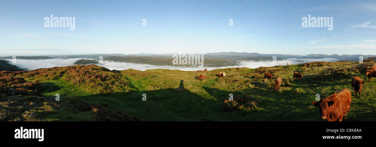 Luing cattle on the summit of Gummers How Lake Windermere Stock Photo