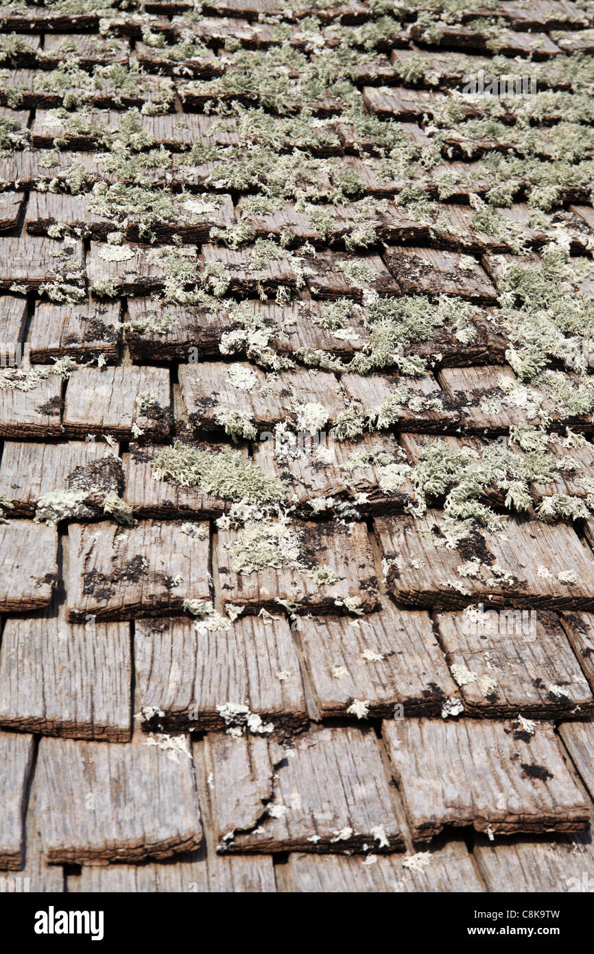 Wooden shingles on a roof covered with lichen, Kent, England, UK Stock Photo