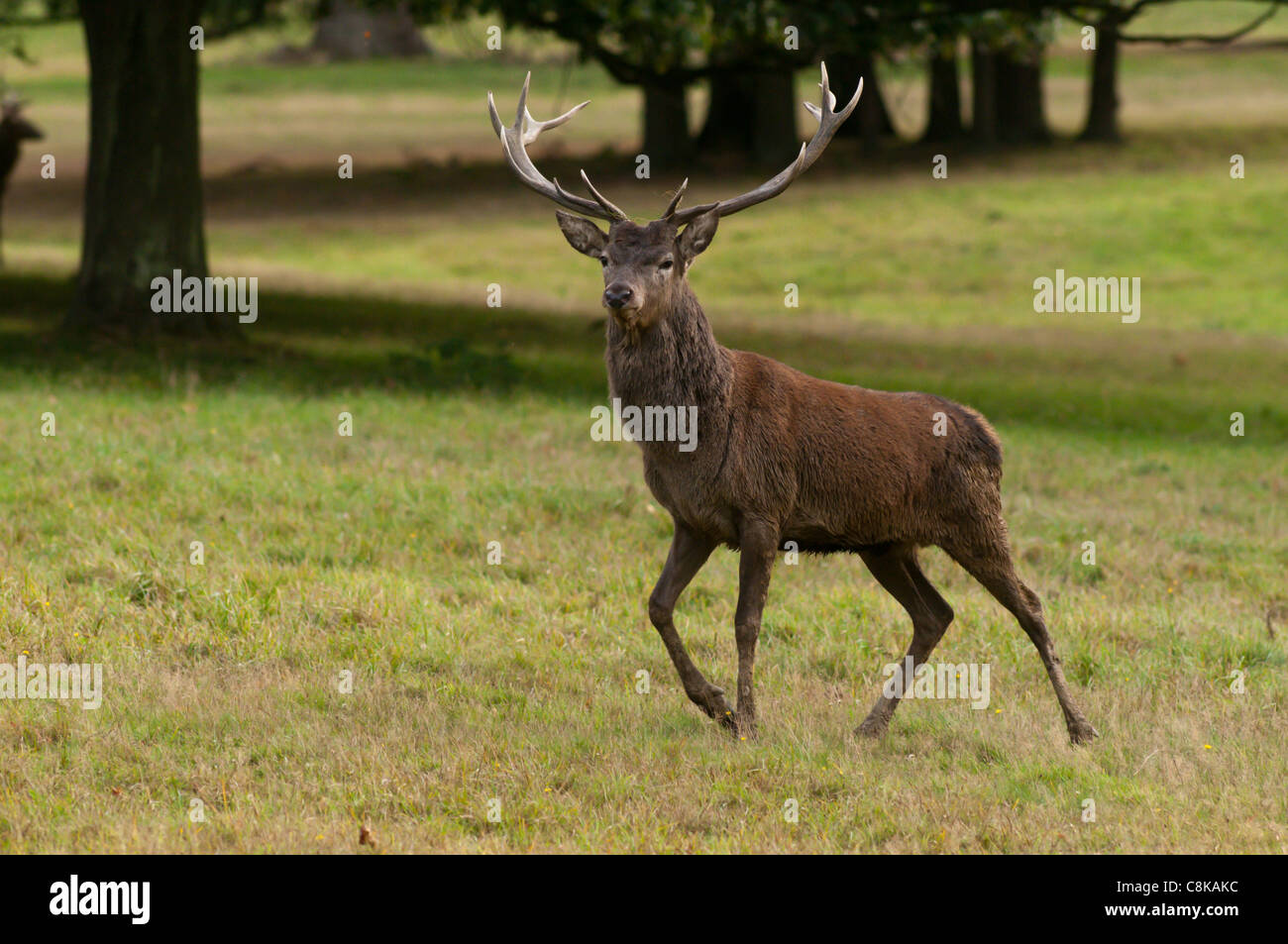 REd deer stag during autumn rut Stock Photo