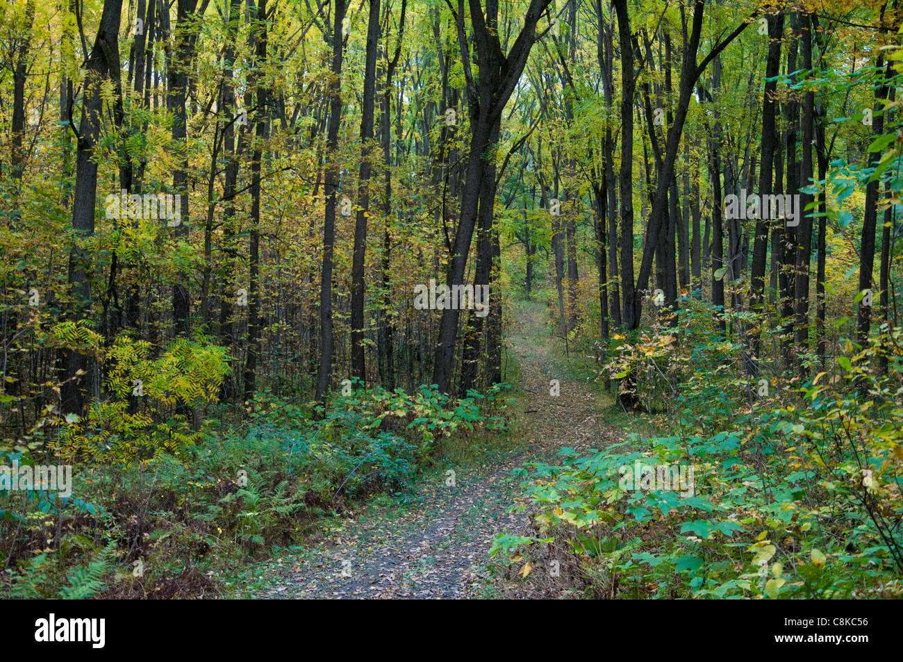 The Quiet Path