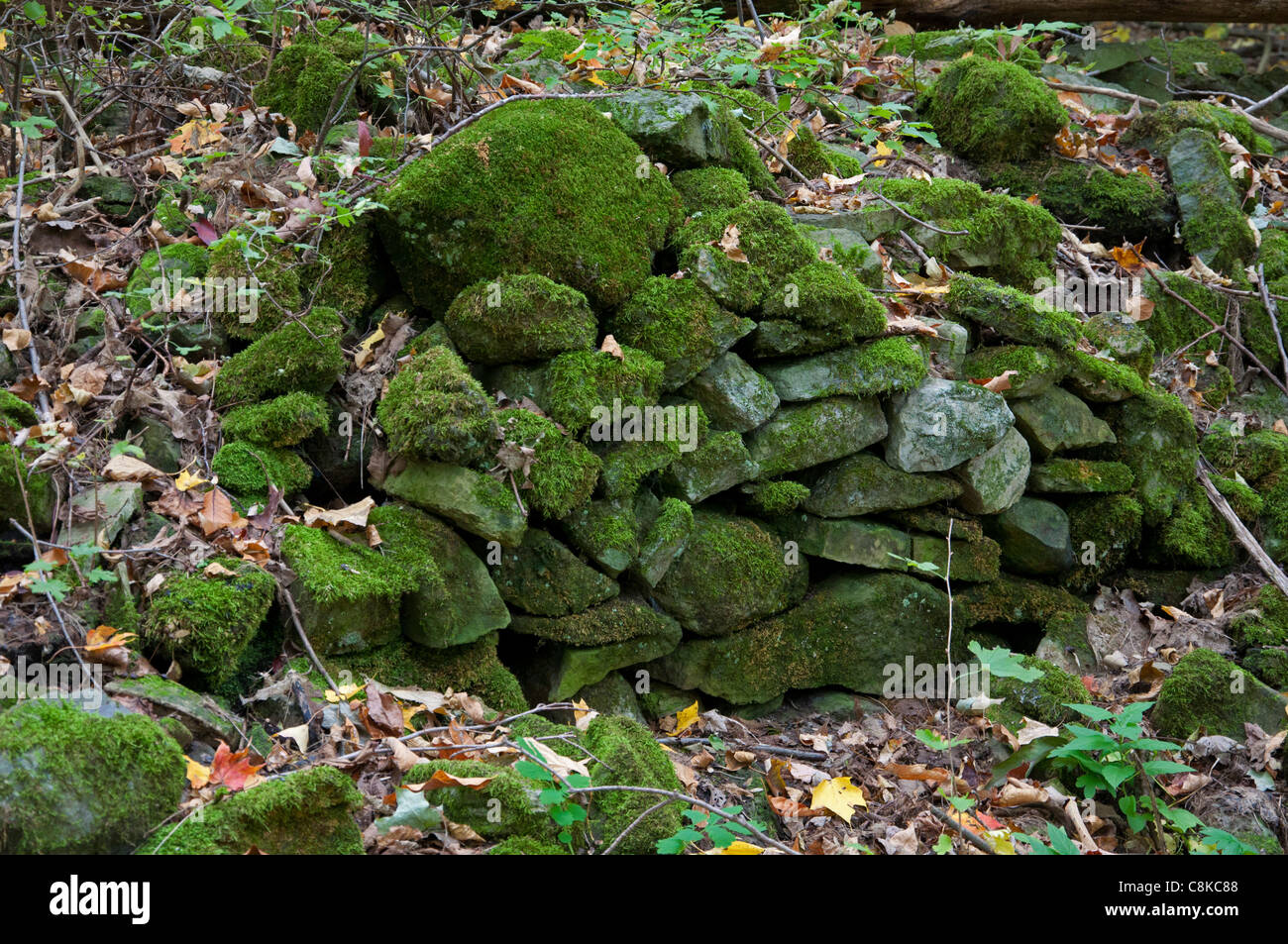 The moss covered remains of an old stone wall Stock Photo - Alamy