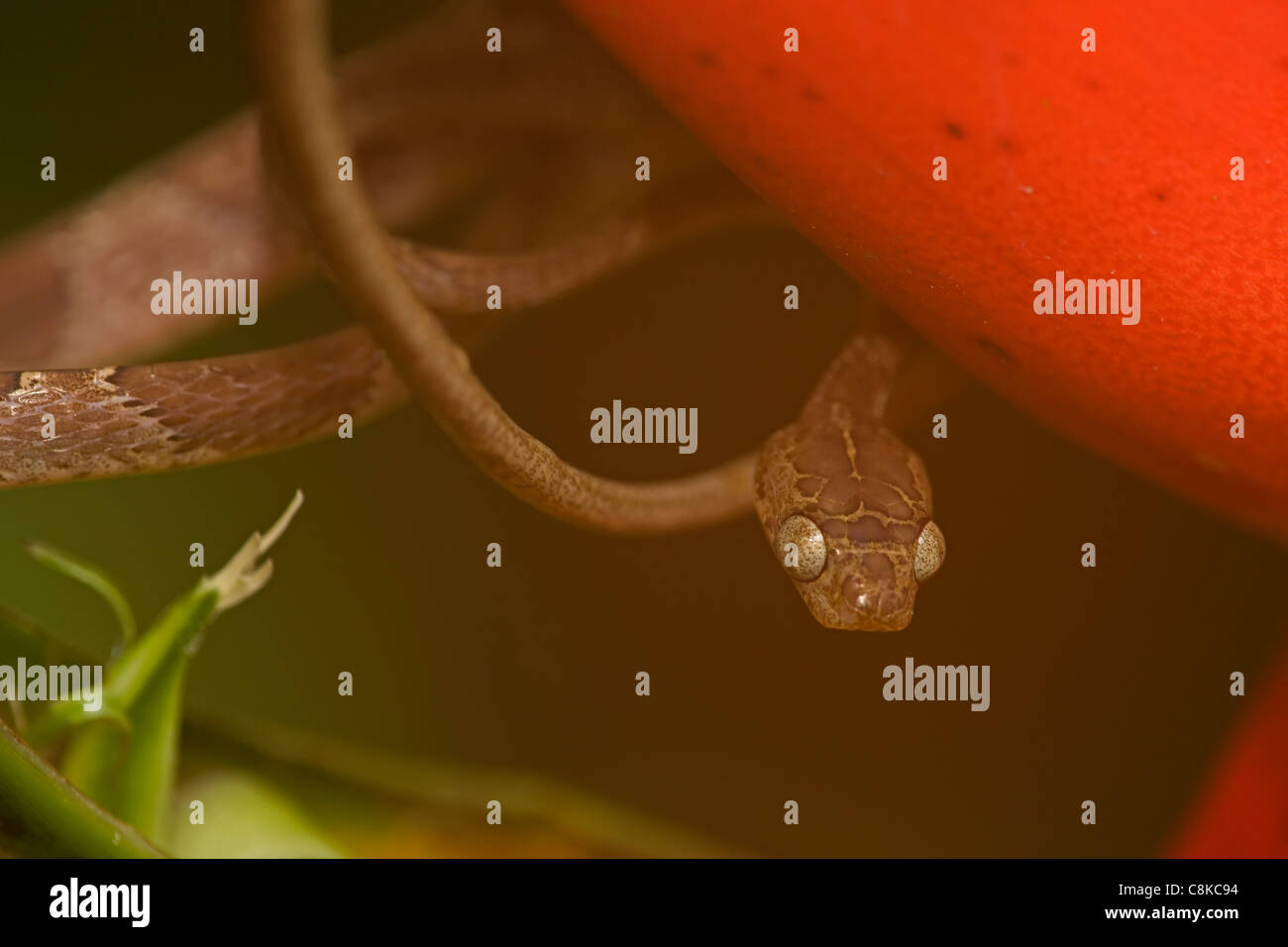 Blunthead Tree Snake - (Imantodes cenchoa) - Costa Rica - arboreal - tropical rainforest Stock Photo