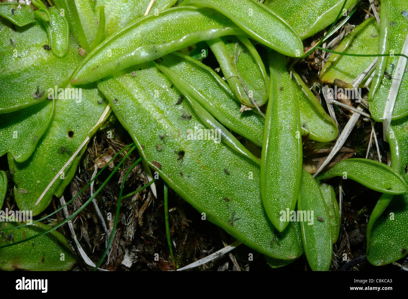 Leaves of Camosciara butterwort  (Pinguicula vallis-regiae), Abruzzo National Park, central Italy Stock Photo