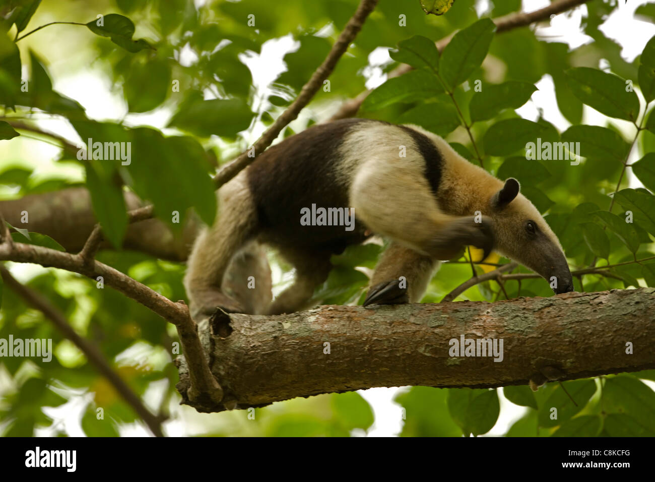 Northern tamandua (Tamandua mexicana) - feeding - Costa Rica - in tree - tropical dry forest Stock Photo