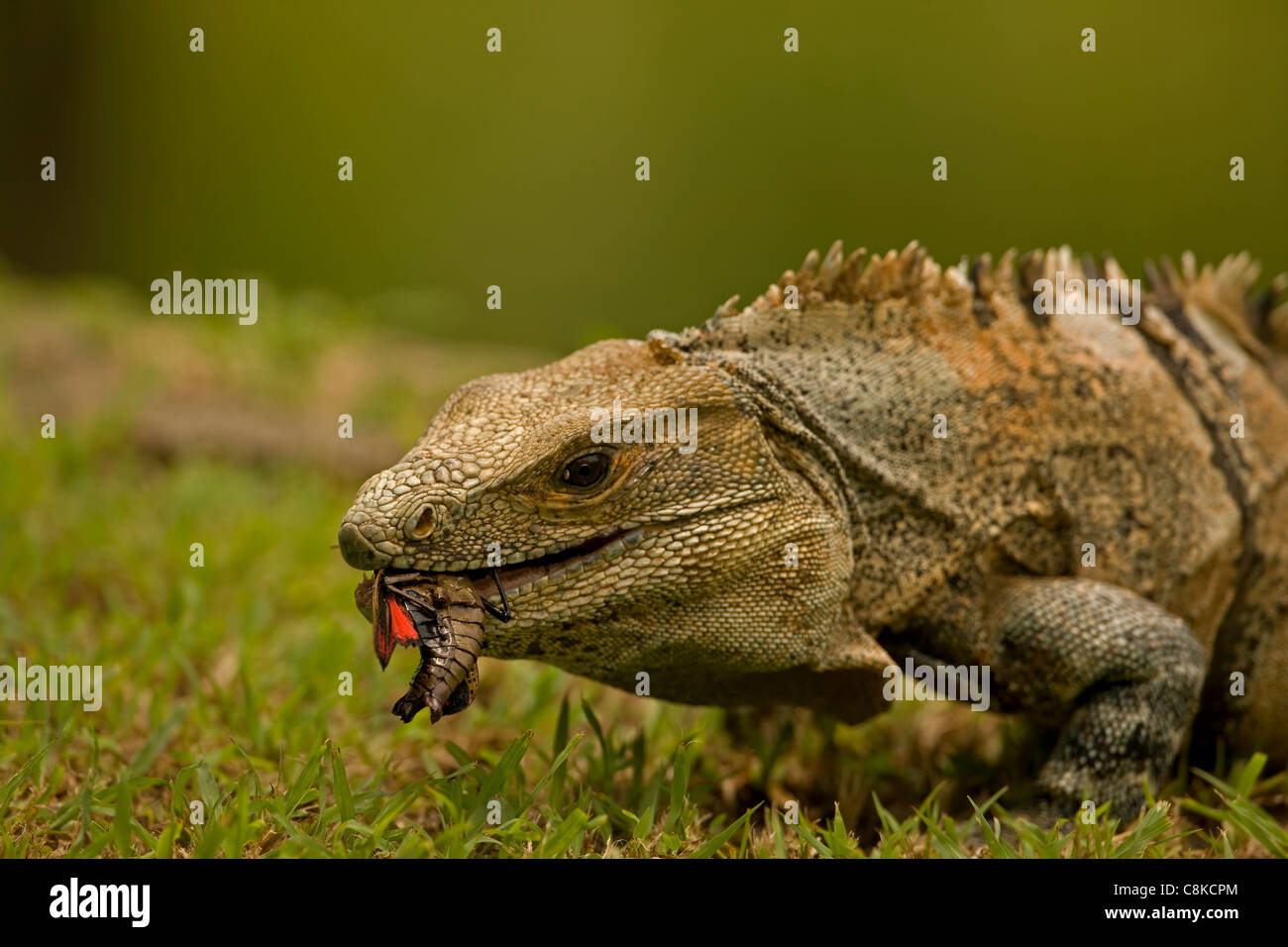Spiny-tailed Iguana - (Ctenosaura similis) - Costa Rica - Tropical dry forest - Santa Rosa National Park - eating grasshopper Stock Photo
