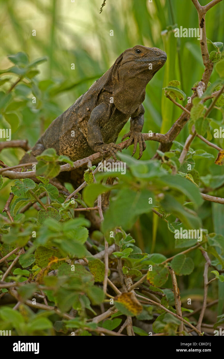 Spiny-tailed Iguana - (Ctenosaura similis) - Costa Rica - Tropical dry forest - Santa Rosa National Park Stock Photo