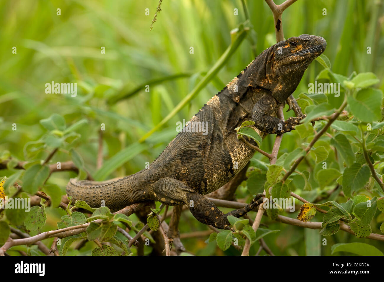 Spiny-tailed Iguana - (Ctenosaura similis) - Costa Rica - Tropical dry forest - Santa Rosa National Park Stock Photo