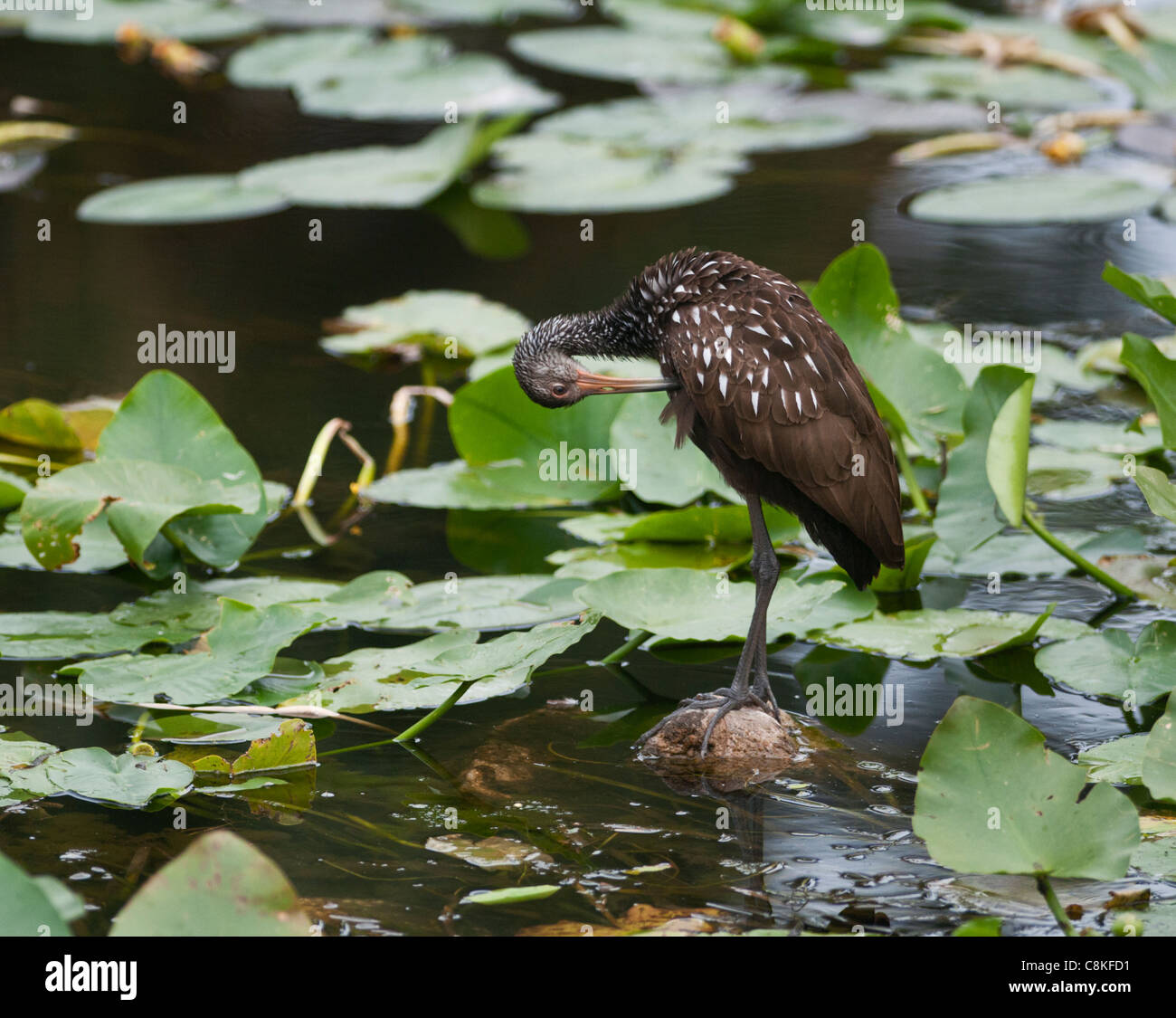 A Limpkin wading along the Haines Creek River in Leesburg, Florida USA Stock Photo