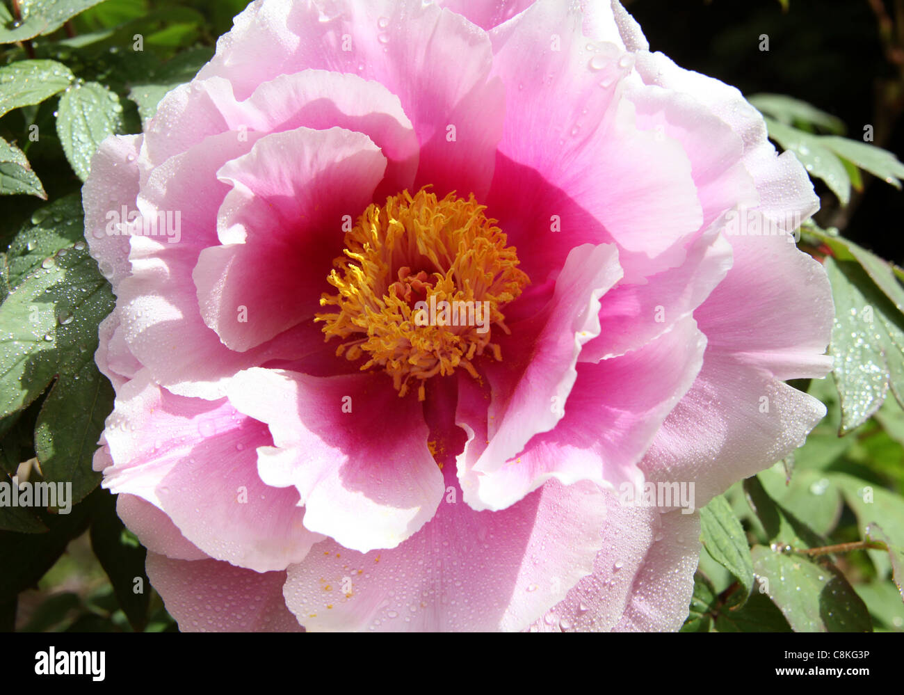 Close up of peony flower in blossom (Paeonia suffruticosa) Stock Photo