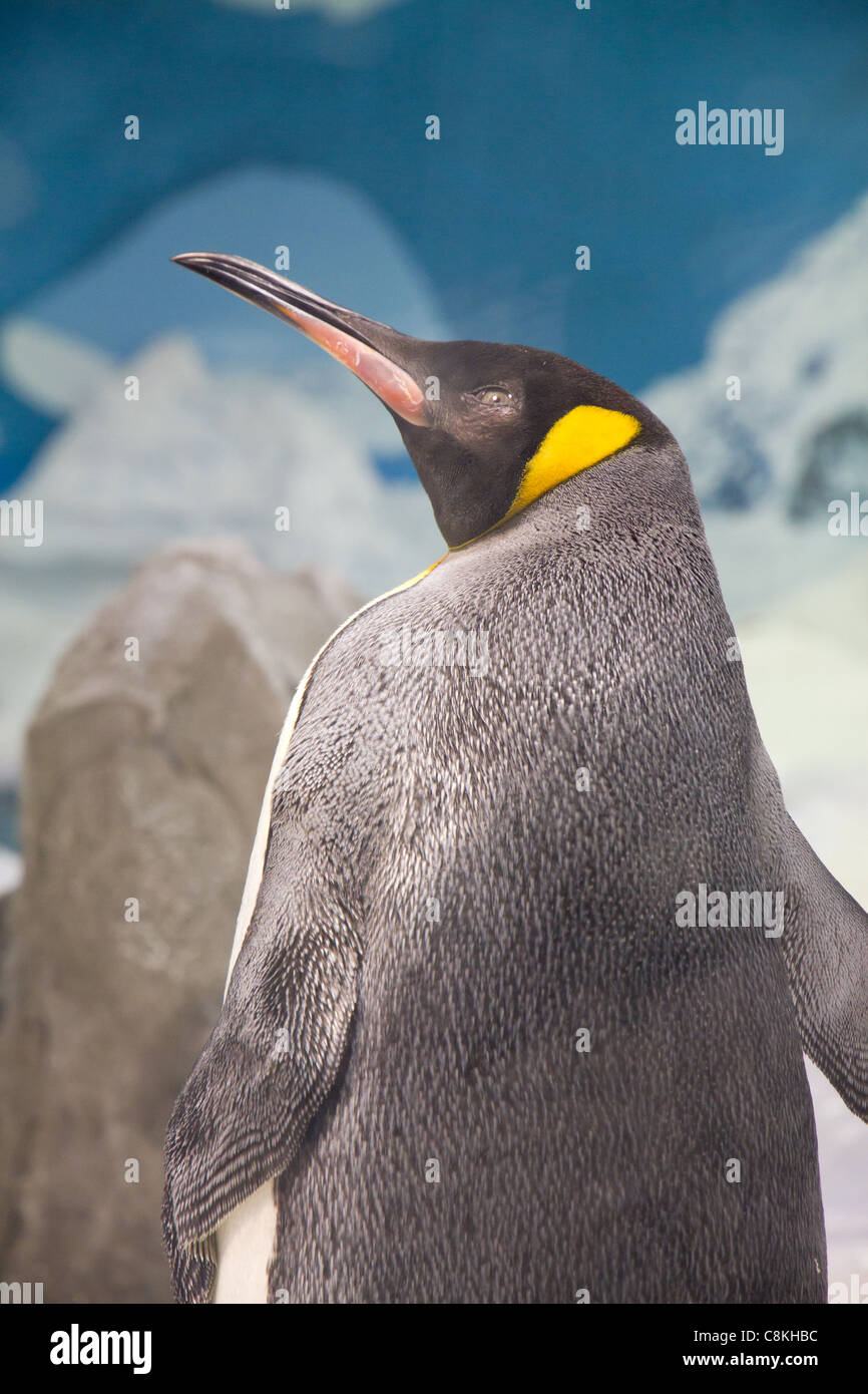 Emperor Penguin (Aptenodytes forsteri) Stock Photo