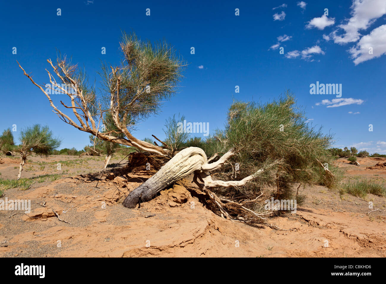 mongolian gobi desert plant
