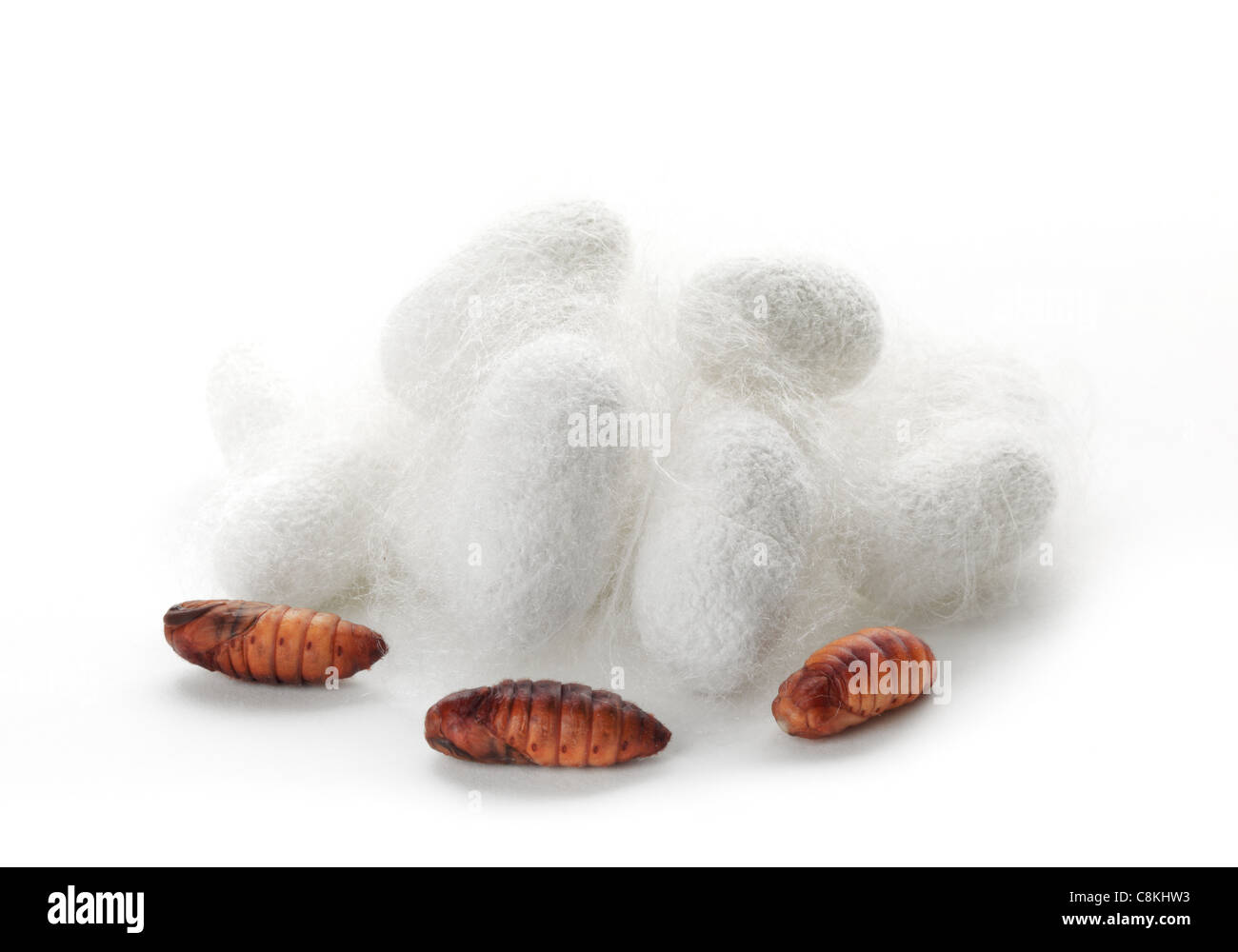Silkworm chrysalis and cocoon Stock Photo