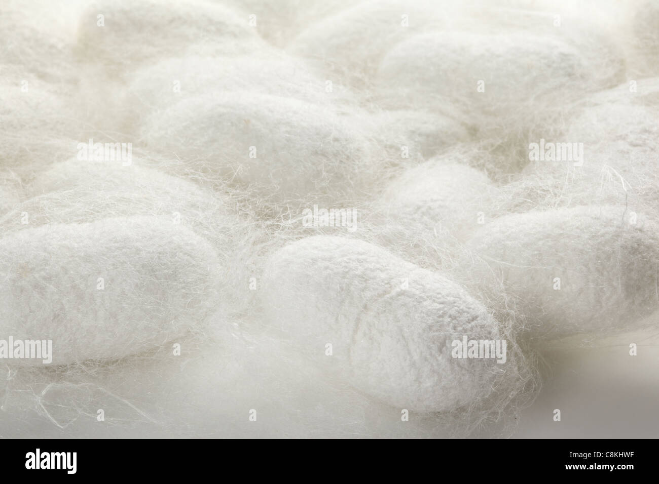 Closeup on cocoons texture Stock Photo