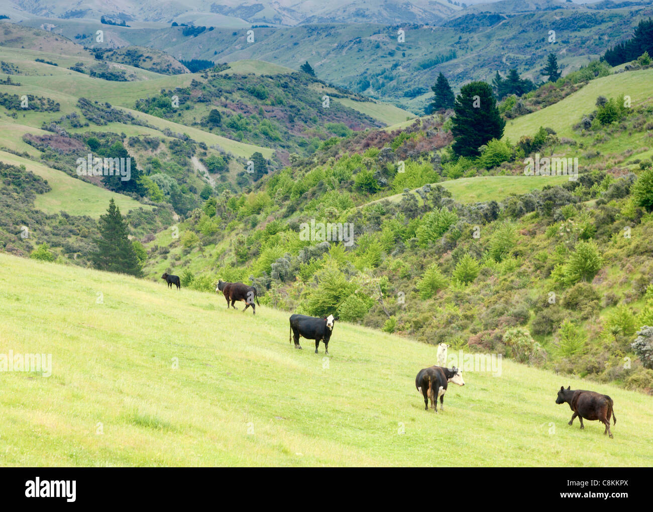 Cattle on the hills of New Zealand's farmland Stock Photo Alamy
