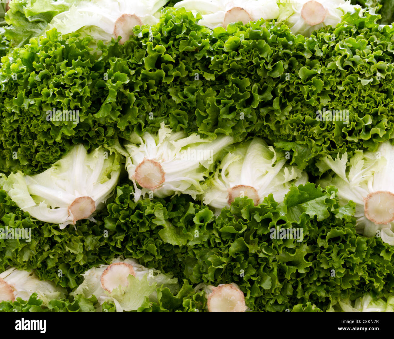 Fresh picked green leaf lettuce on display at the farmer's market Stock Photo