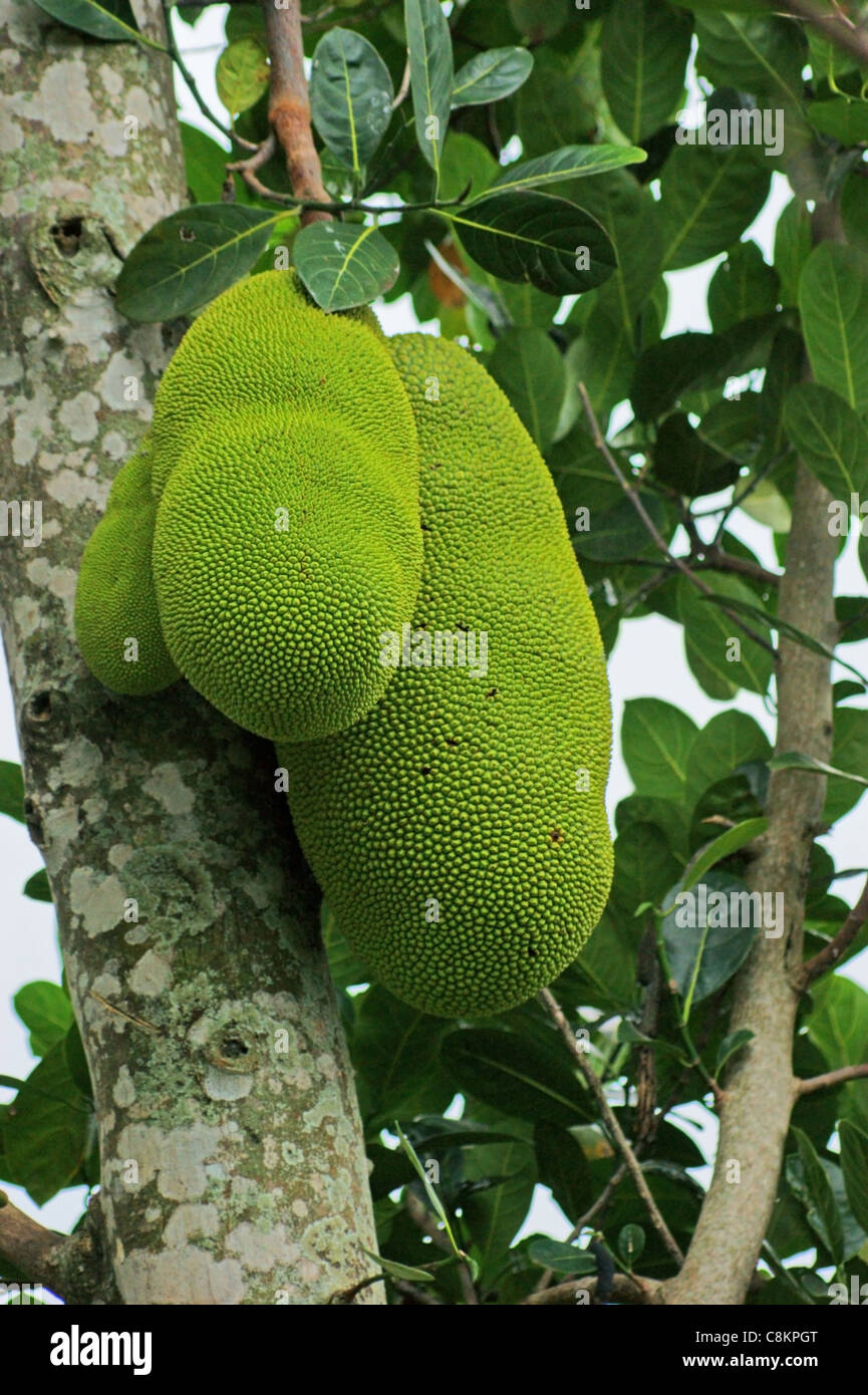 detail shot of some jackfruits on a tree in Uganda (Africa) Stock Photo