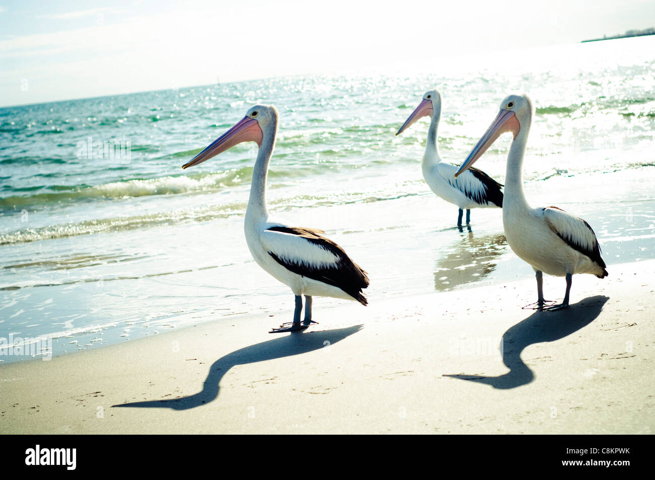 Three pelicans on a beach Stock Photo