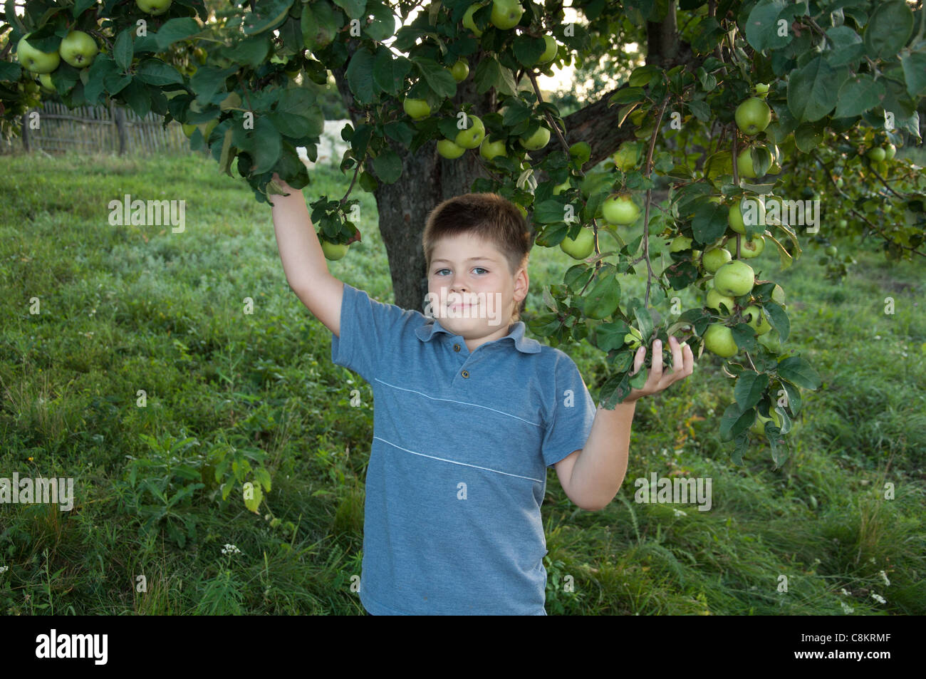 child boy apples garden orchard one portrait green ripe delicious fresh summer day 7 8 9 year leaves fruit twig hold harvest col Stock Photo