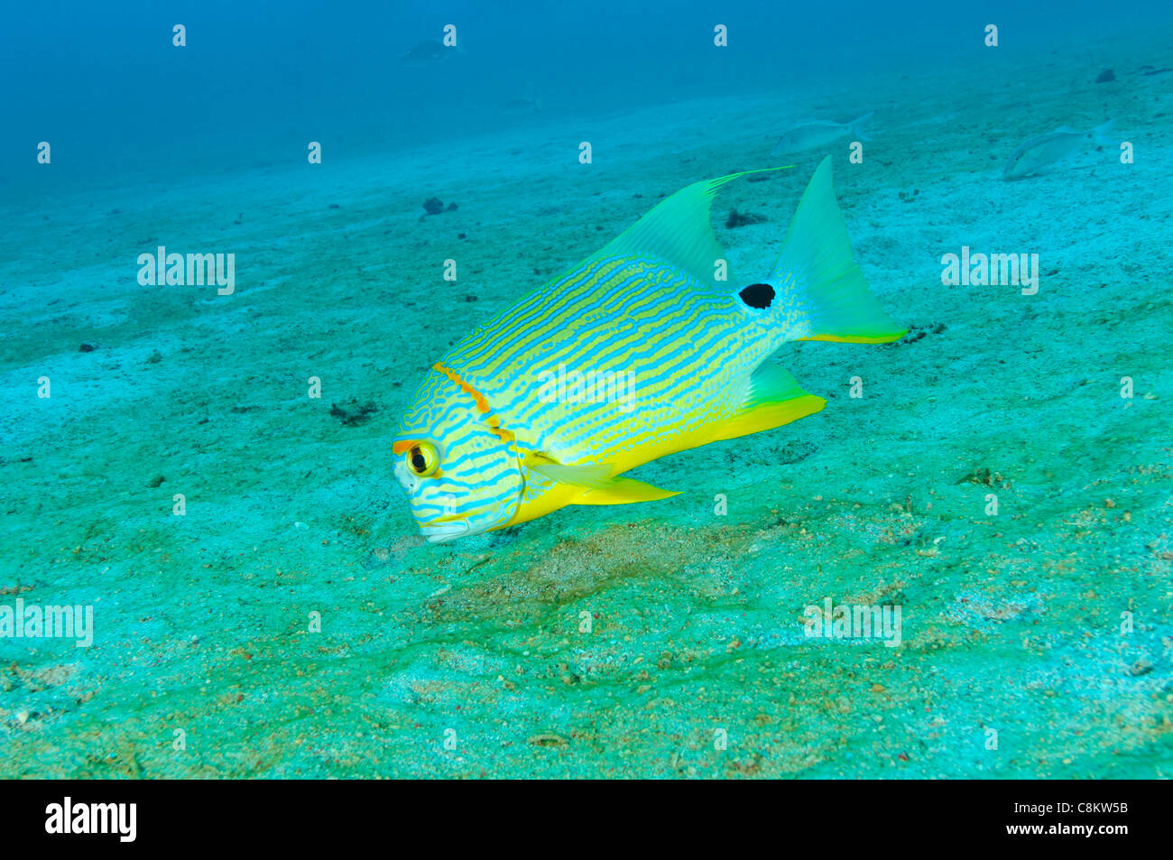Salifin snapper, Sangalaki, Kalimantan, Indonesia Stock Photo